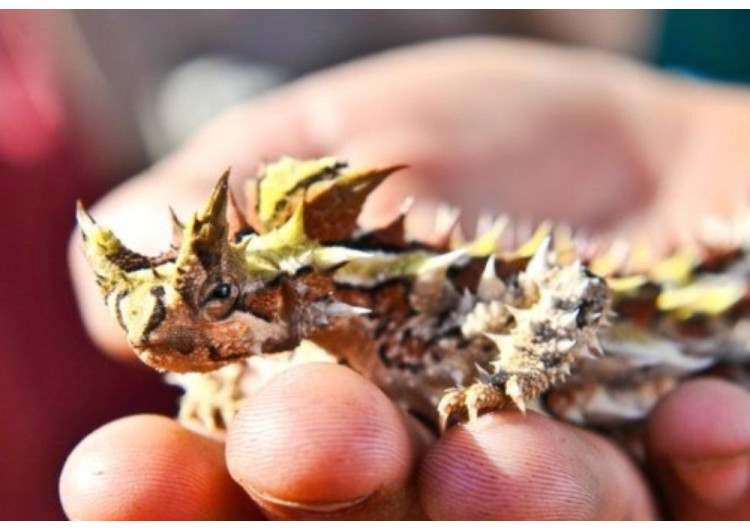  Ce petit diable de lézard... le Thorny Devil